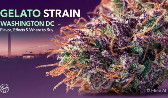 Gelato 33 strain, Gelato strains, Gelato 41 strain, Exotic Gelato strains, Gelato strain effects, Best Gelato strains